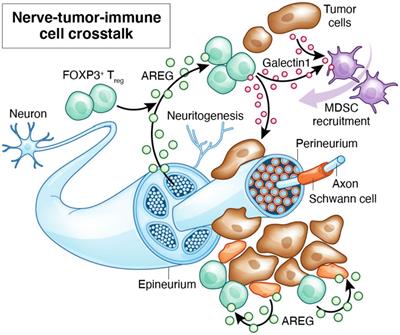 Neuroimmune cell interactions and chronic infections in oral cancers